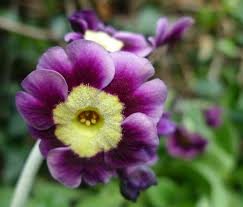 Image result for Tricliceras auriculatum