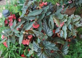 Angel wing begonias produce hanging clusters of angel wing begonia has large silver speckled leaves and lovely pink flowers. Angels Dragons In The Garden Home And Garden Victoriaadvocate Com