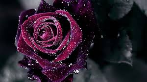 Even If They Re Still Dangerous We Take The Risk To Pick Up Them With Us Purple Roses Wallpaper Purple Roses Rose Wallpaper