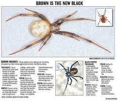 The black widow spider gets its name from the erroneous belief that the female spider kills the. Brown Widows Now In Inland Area Press Enterprise