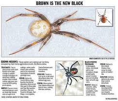 As natasha romanoff / black widow. Brown Widows Now In Inland Area Press Enterprise