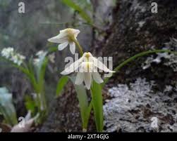 Image result for Polystachya ottoniana