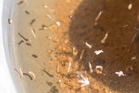 Clear out any stagnant water around. 9 Ways To Kill Mosquito Larva How To Bug Lord