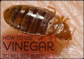 There are different ways of getting rid of them. How To Make A Homemade Bed Bug Killer Spray With Vinegar Dengarden