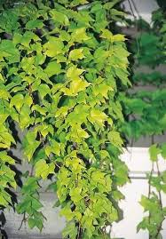 Image result for Parthenocissus