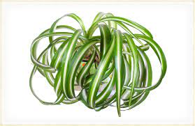 Curly spider plant /chlorophytum comosum 'bonnie' indoor plant houseplant. Spider Plant Care Guide Growing Information Tips Proflowers Blog