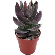 Image result for Crassula alba
