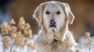 English Cream Golden Retrievers Breed Info Color Controversy