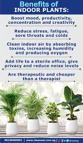 10 Powerful Benefits Of Indoor Plants Benefits Of Indoor Plants Plants Plant Benefits