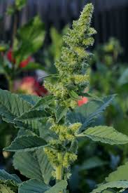Image result for Amaranthus praetermissus