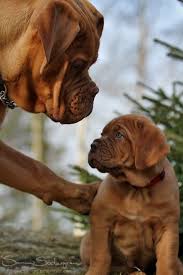 So Sweet French Mastiffs Click Here To Find Out More Http Guy Googydog Com P Beautiful Dogs Cute Animals Bordeaux Dog
