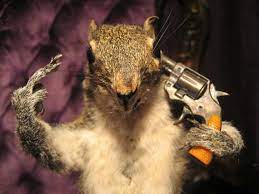 Disturbing Taxidermy Displays Squirrel Taxidermy Taxidermy Display