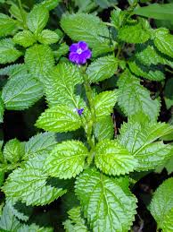 Image result for Stachytarpheta urticifolia