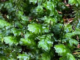 Image result for Strychnos lucens