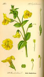Image result for Mimulus