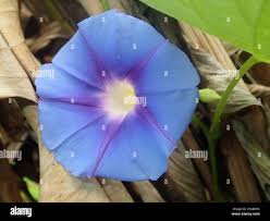 Image result for Ipomoea parasitica