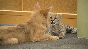 Your source for chicago breaking news, sports, business, entertainment, weather and traffic. Rescue Puppy Finds Unlikely New Friend With Cheetah Cub Cnn Video