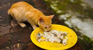 Also, it wouldn't be a good idea to give them cereal like that. Can Cats Eat Rice From Boiled Rice Meals To Cat Food Fillers