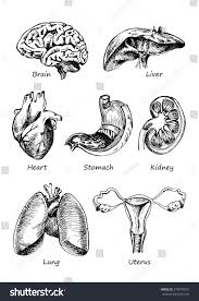 We did not find results for: Set Of Human Organs Vector Different Human Entrails Black And White Sketch Art Brain Stomach Kidney Heart L Anatomy Art Human Anatomy Art Human Body Art