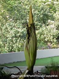 Remember the frenzy surrounding the chicago botanic garden's stinky corpse flower (aka spike) the pollen used to produce alice's fruit came from spike and stinky (the denver botanic garden's. Amorphophallus Titanum