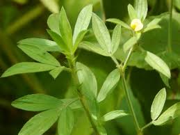 Image result for Stylosanthes fruticosa