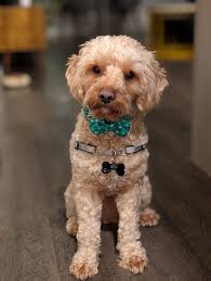 Meet Teddy ❤️ He is 18 weeks old. This is our first Cavapoo, we have had  shih-tzus our entire married life (30 yrs) we lost our last 2 at 16.5 and 17