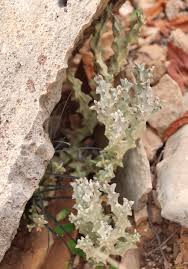 Image result for Marsdenia schimperi