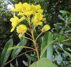 Image result for Acridocarpus natalitius