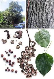 Image result for Hovenia dulcis