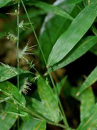 Image result for Oplismenus