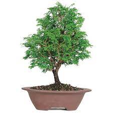 Jun 15, 2020 · the latest tweets from nudo【メンズコスメ/メンズメイク】 (@nudo_cosmetics). 40 Best Collections Dwarf Hinoki Cypress Bonsai Care Pink Wool
