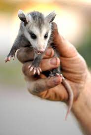 Baby Possum Baby Possum Cute Baby Animals Baby Opossum