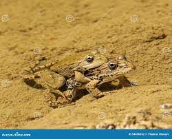 Frog. the Instinct of Reproduction. Stock Photo - Image of clean, fauna:  54486032