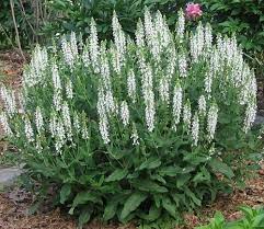 Tall green plant with small white flowers. 25 White Themed Landscape Ideas Plants Shrubs Planting Flowers