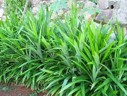 Dalam usaha mengumpul info khazanah herba di malaysia, kami susun dan senaraikan pelbagai herba dan ulam yang terdapat di malaysia. Pokok Herba Yang Sesuai Ditanam Di Sekitar Rumah Myrokan