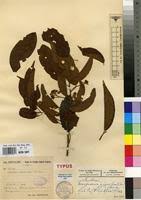 Image result for Nesogordonia