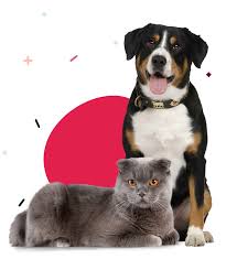 Maybe you would like to learn more about one of these? Best Veterinary Hospital In Somerset Wi Somerset Animal Hospital