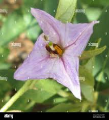 Image result for Solanum campylacanthum 'incanum type'