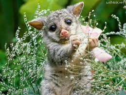 Opossum Cute Animals Cute Baby Animals Animals Beautiful
