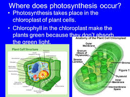 Check spelling or type a new query. Photosynthesis Cellular Respirtaion Ppt Download