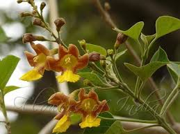 The effect of gmelina arborea roxb. Gmelina Arborea Alchetron The Free Social Encyclopedia