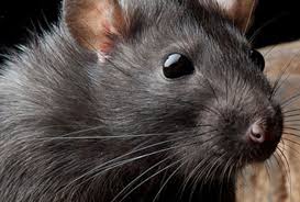 Alexander termite & pest control co., inc. For Your Home Athens Ga Has It