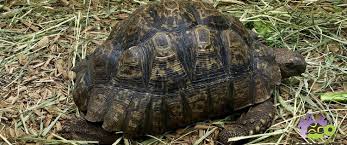 giant south african leopard tortoise for sale online baby