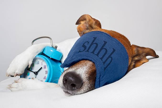 A dog resting comfortably in a home-like setting