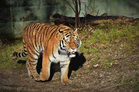 The tiger sprints to an unsuspecting animal, usually pulling it off its the tiger comes back to feed some more. Tiger Kills Woman In Kodagu Second Such Death Within 24 Hours The News Minute