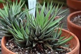 The plant can be used to treat many ailments as a home made remedy to skin ailments and can also help your digestion as well.1 x research source. Haworthia 1080p 2k 4k 5k Hd Wallpapers Free Download Wallpaper Flare