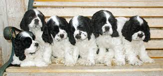 Give a puppy a forever home or rehome a rescue. More Parti Cockers 3 3 American Cocker Spaniel Cocker Spaniel Breeders White Cocker Spaniel