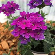 Epingle Sur Begonia Verveine