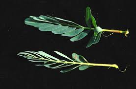 Image result for Aeschynomene megalophylla