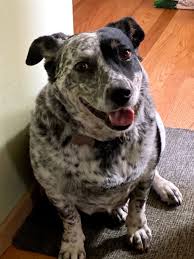 Trusted pet care in nolensville! Petcare Hospital Wellness Center 4210 148th St Se Mill Creek Wa 98012 Usa